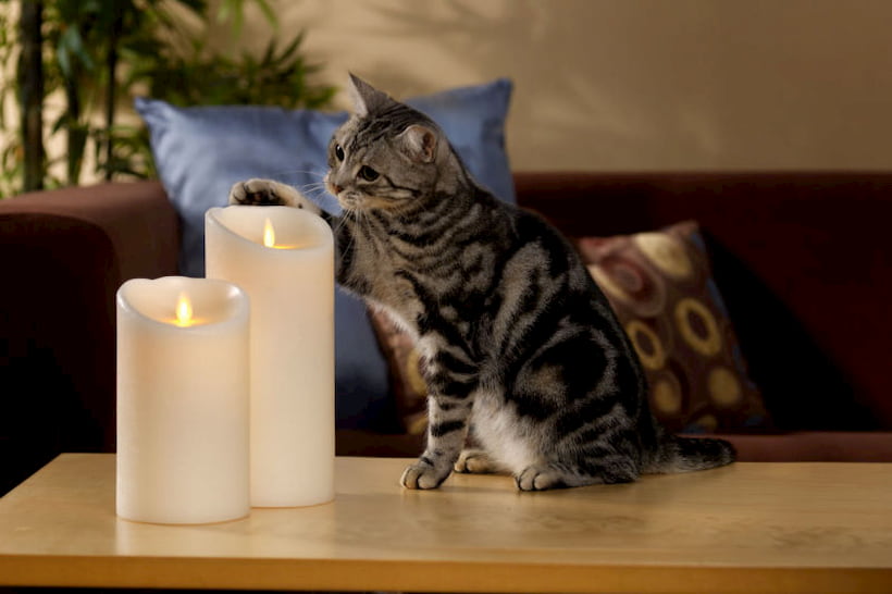 cats and candles