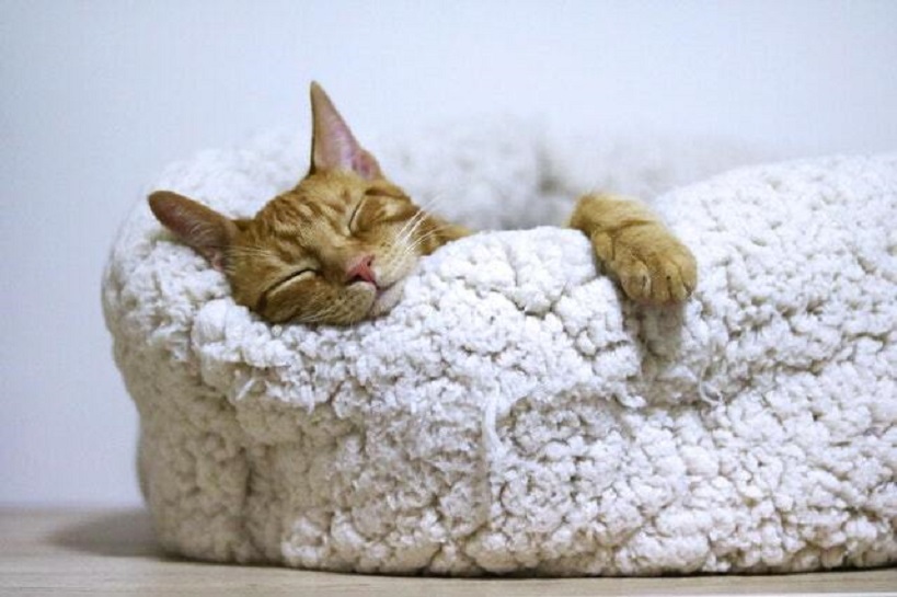 Why Cats Need Their Own Beds