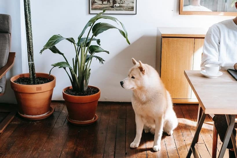 plants you have at home are pet-friendly
