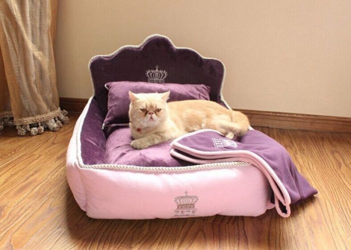 Why Your Cat Needs Its Own Bed