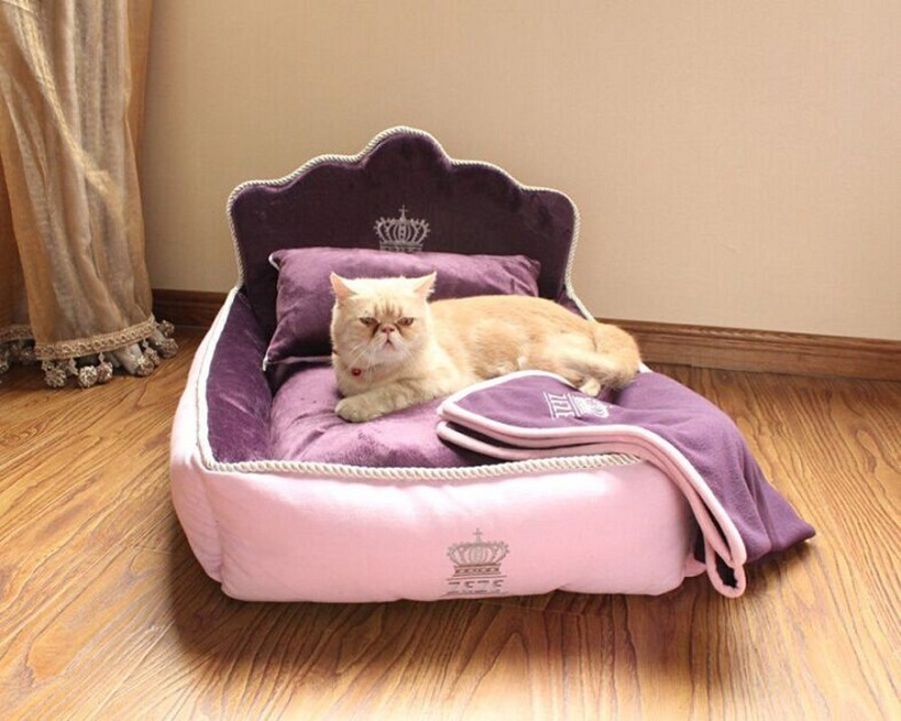 Why Your Cat Needs Its Own Bed