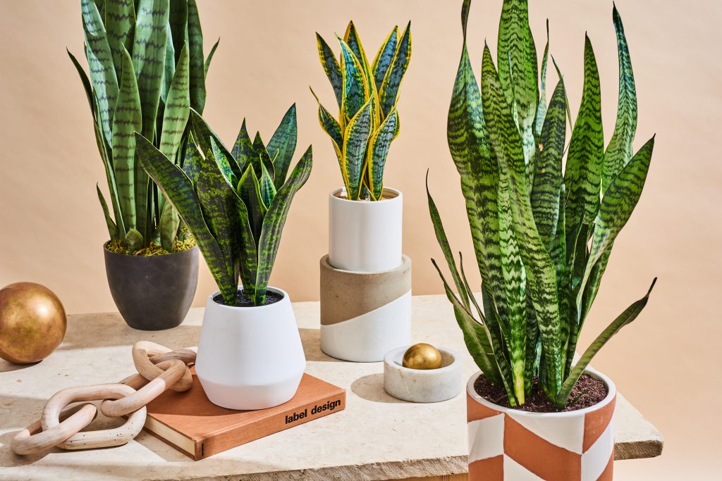 four snake plants on the table