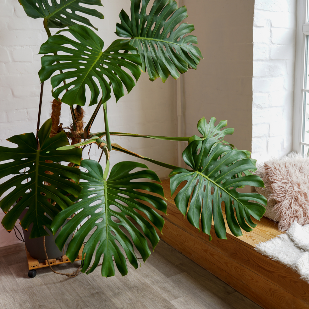 monstera plant in a house in front of a window