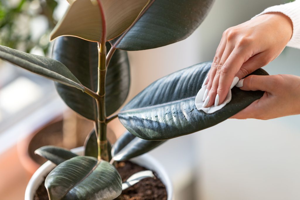 cleaning rubber tree plant