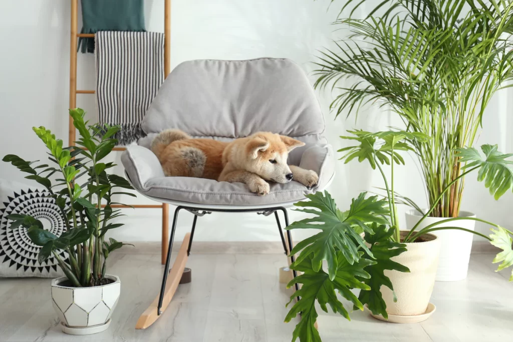 a dog laying on the chair in the living room whit house plants around him