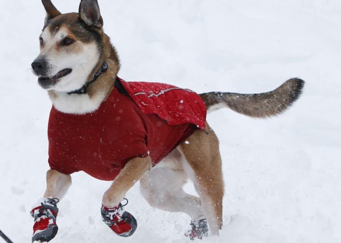 Dog Shoes: Necessary Pet Supplies to Protect The Delicate Paws