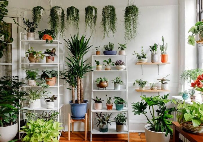 A bunch of house plants in one room