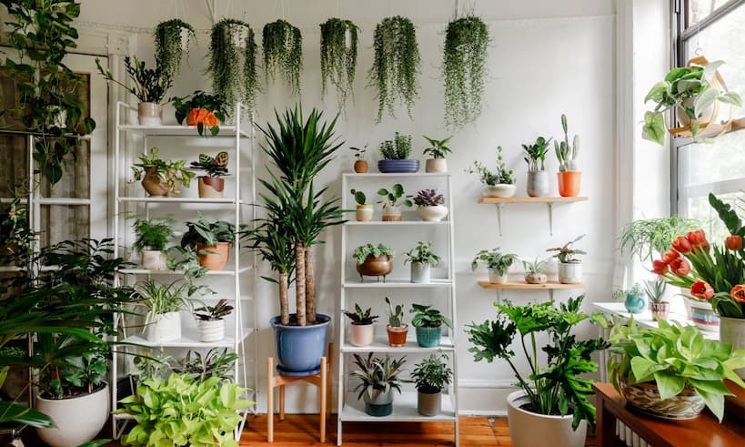 A bunch of house plants in one room